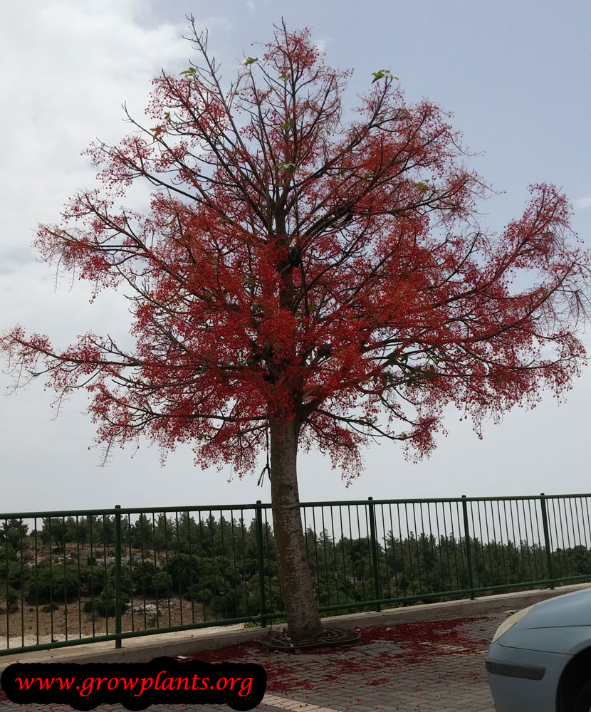 Brachychiton acerifolius plant care