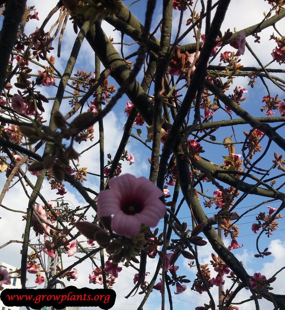 Brachychiton discolor tree care
