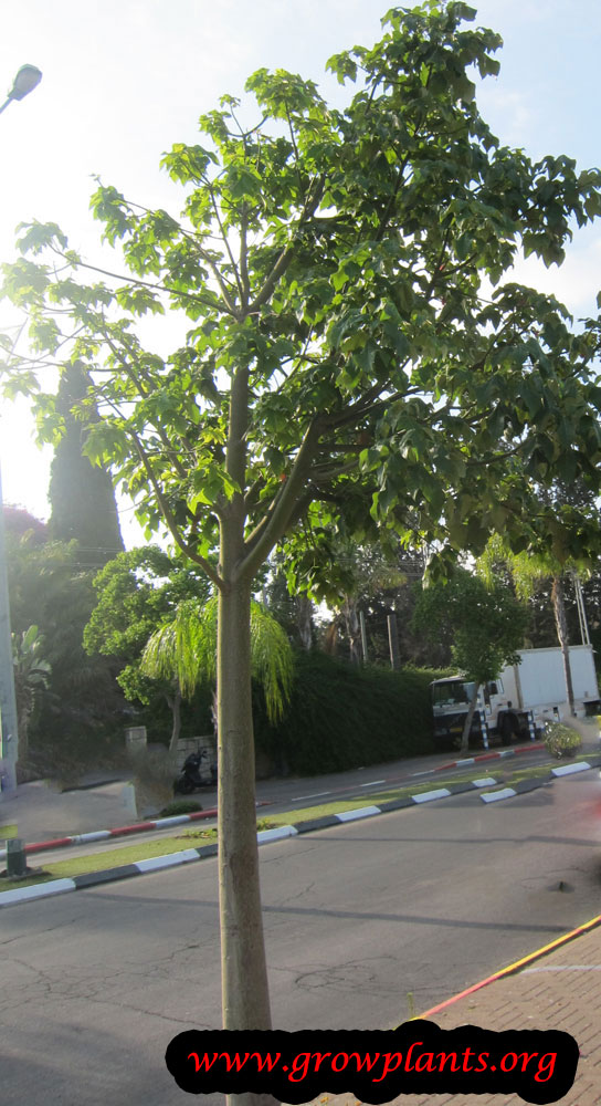 Brachychiton discolor tree