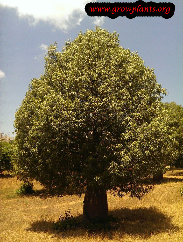 Brachychiton rupestris