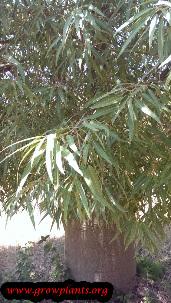 Brachychiton rupestris leaves