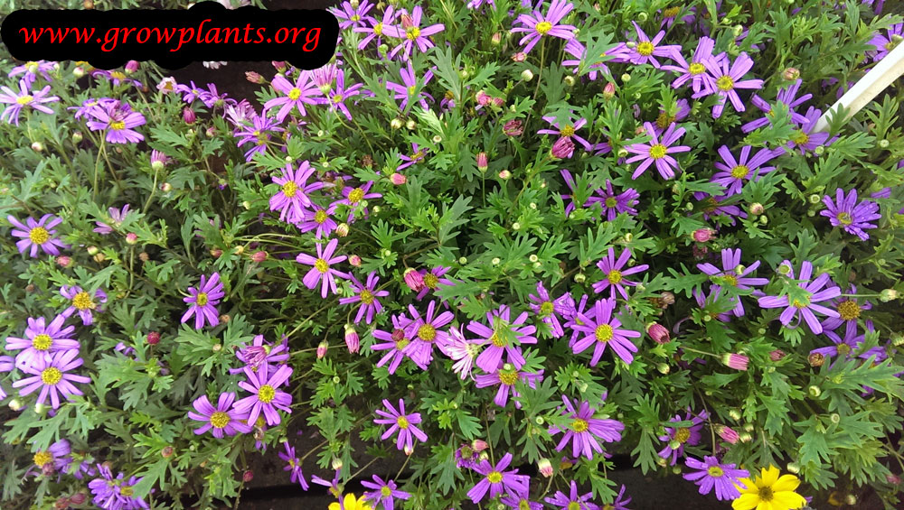 Brachyscome multifida plant
