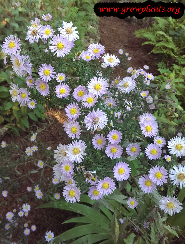 Brachyscome multifida