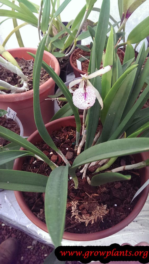 brassavola nodosa flower care grow growing growplants