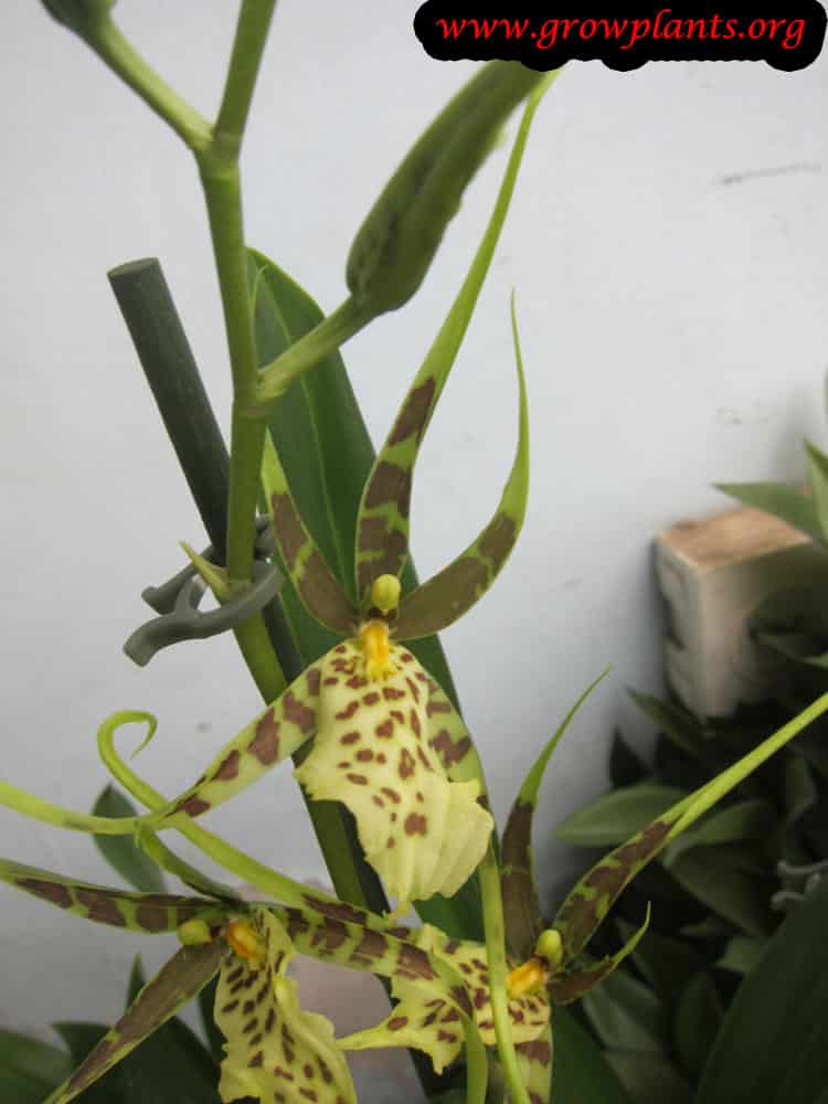 Brassia