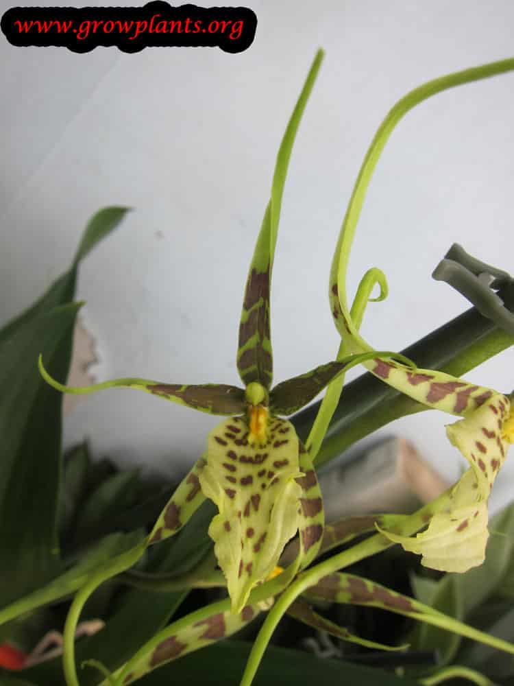 Brassia flower