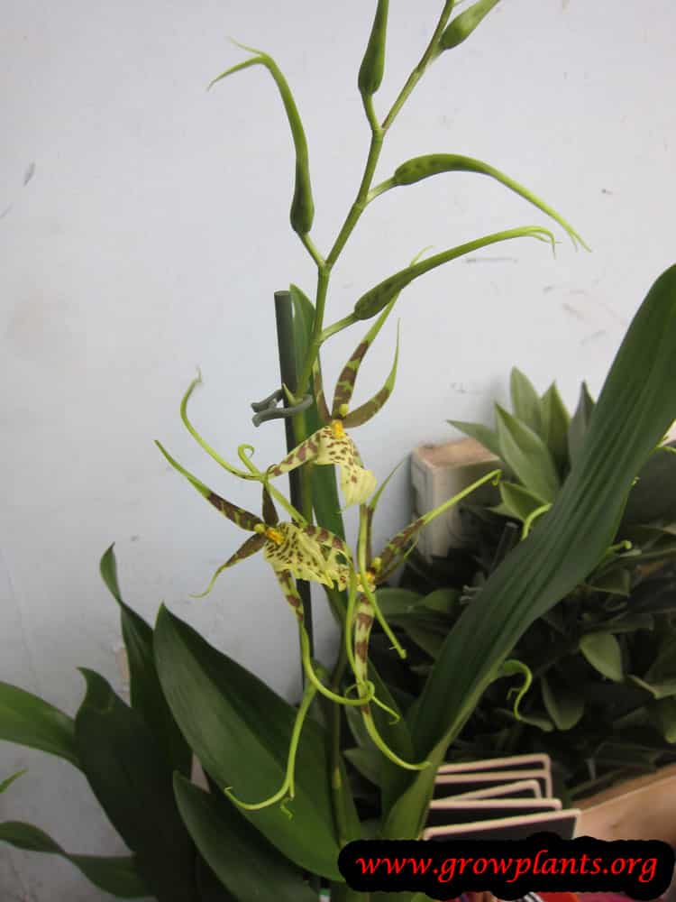 Brassia plant
