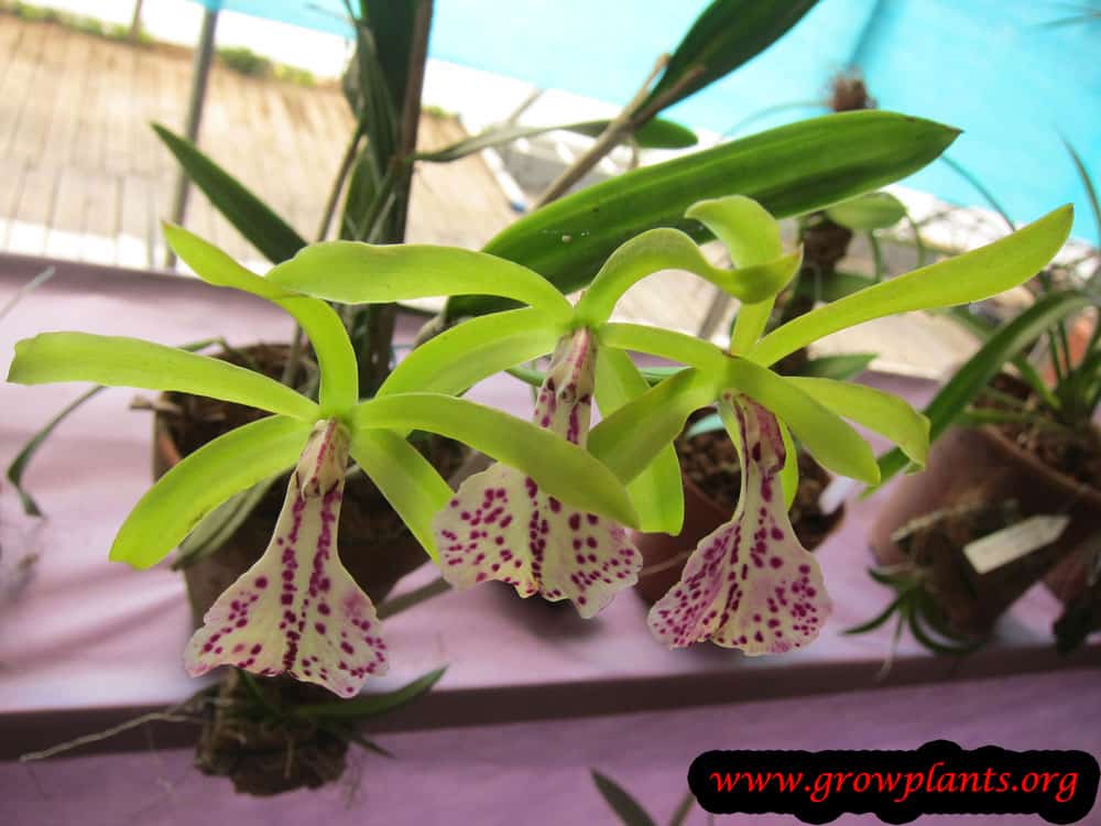 Brassocattleya Binosa plant