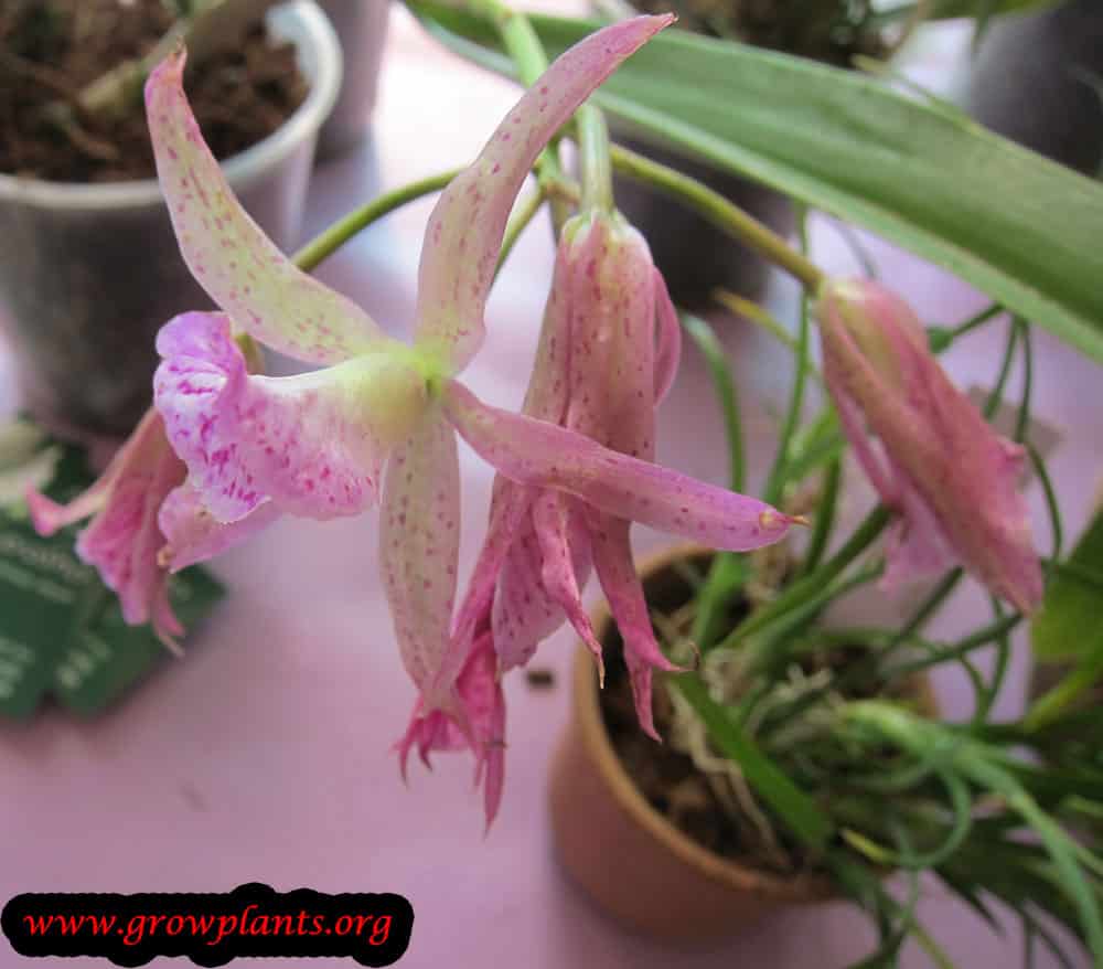 Brassocattleya Maikai