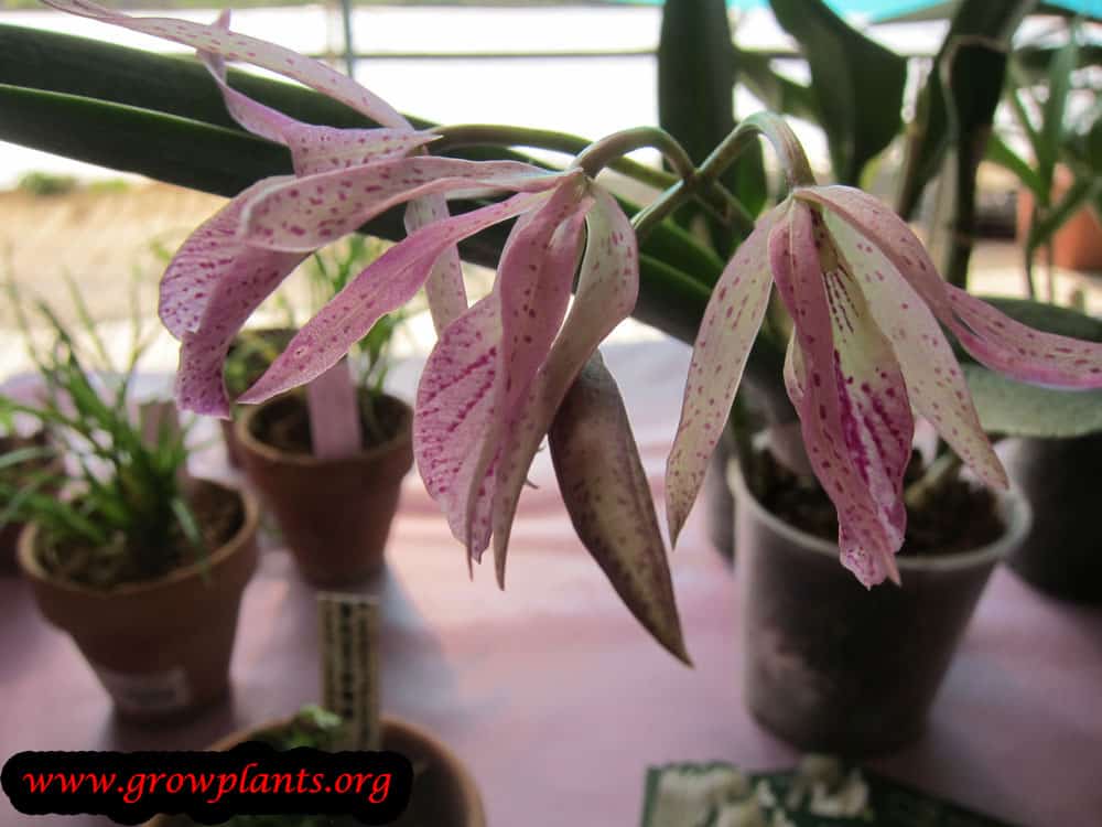 Brassocattleya Maikai plant