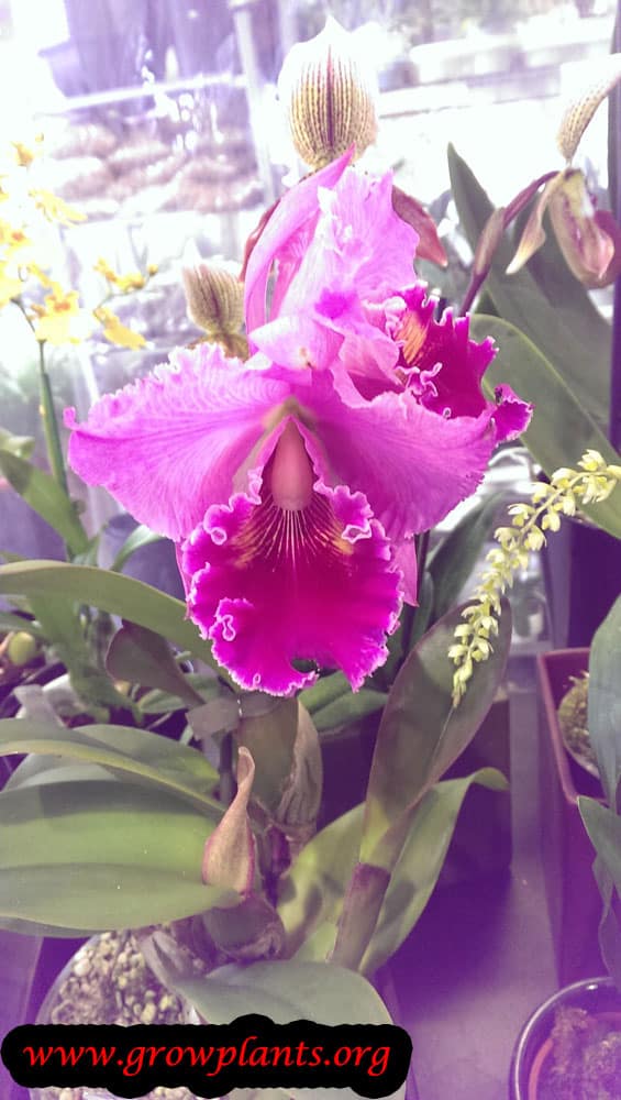 Brassolaeliocattleya