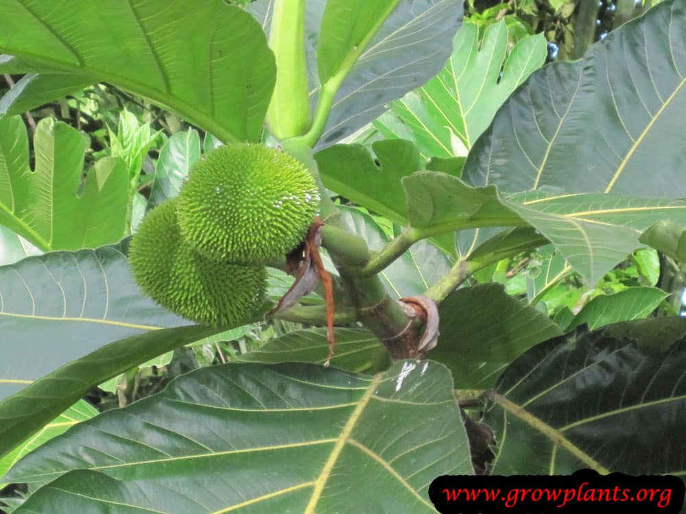 Breadfruit How to grow & care