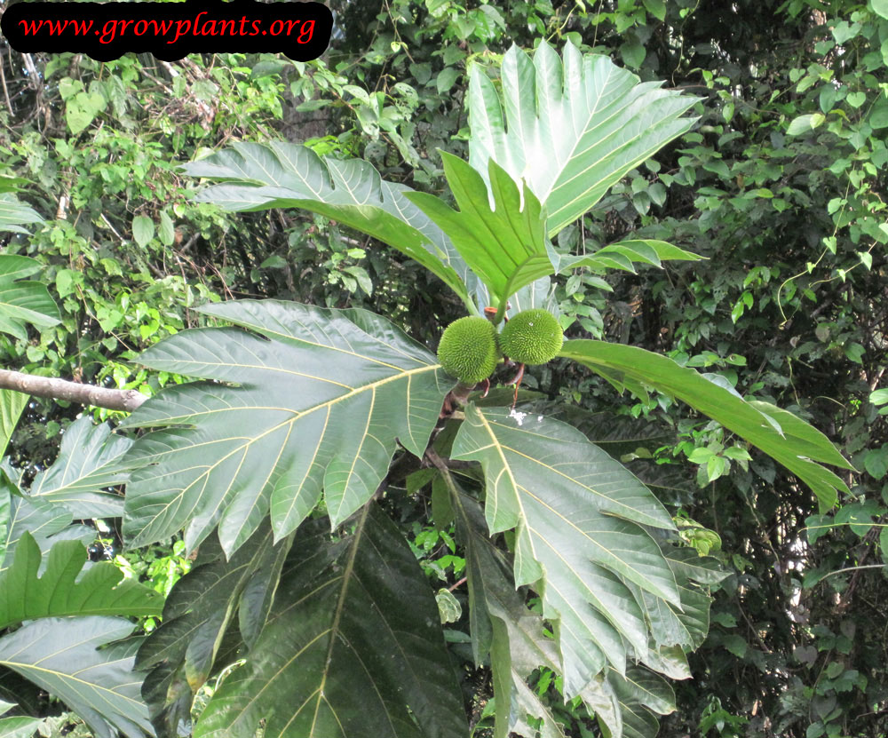 Breadfruit How to grow & care