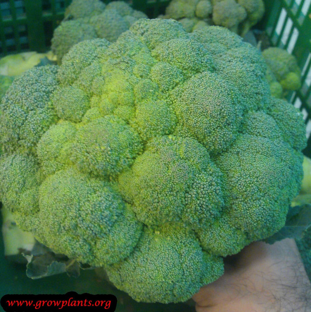 Broccoli plant How to grow &amp; care