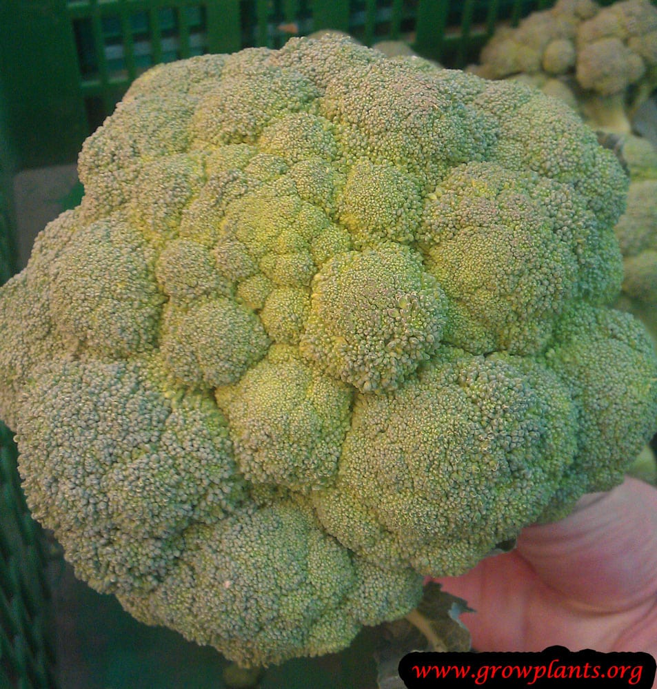 Broccoli plant How to grow &amp; care