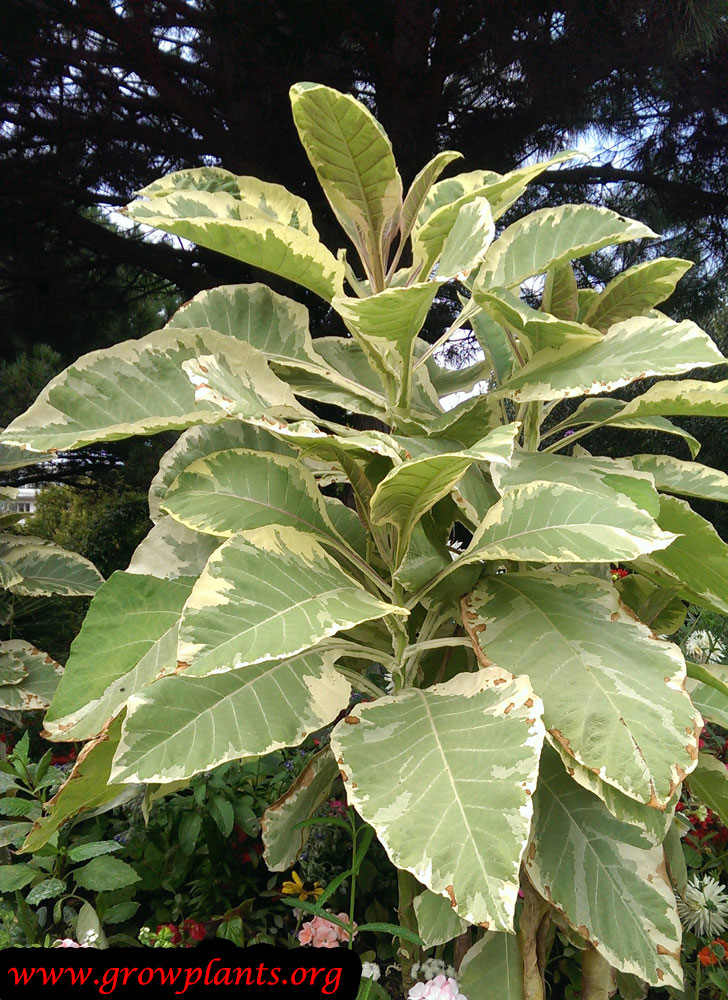 Brugmansia maya