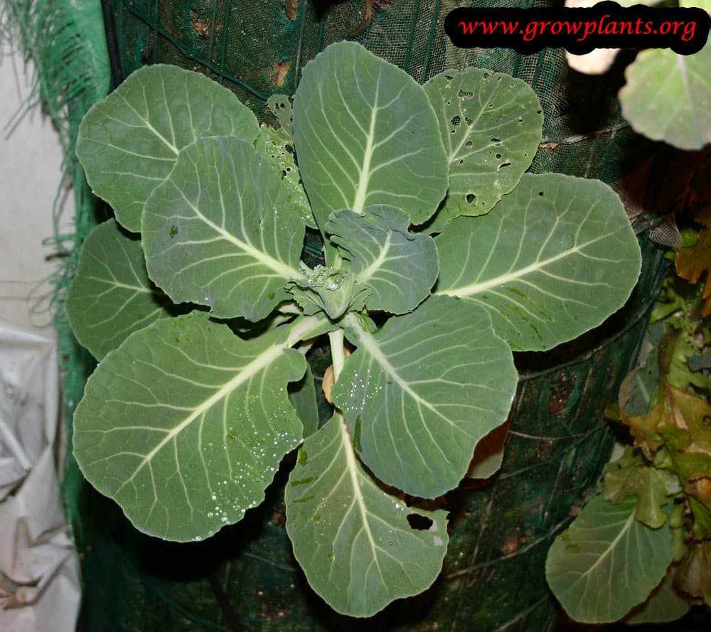 Brussels sprout How to grow &amp; care