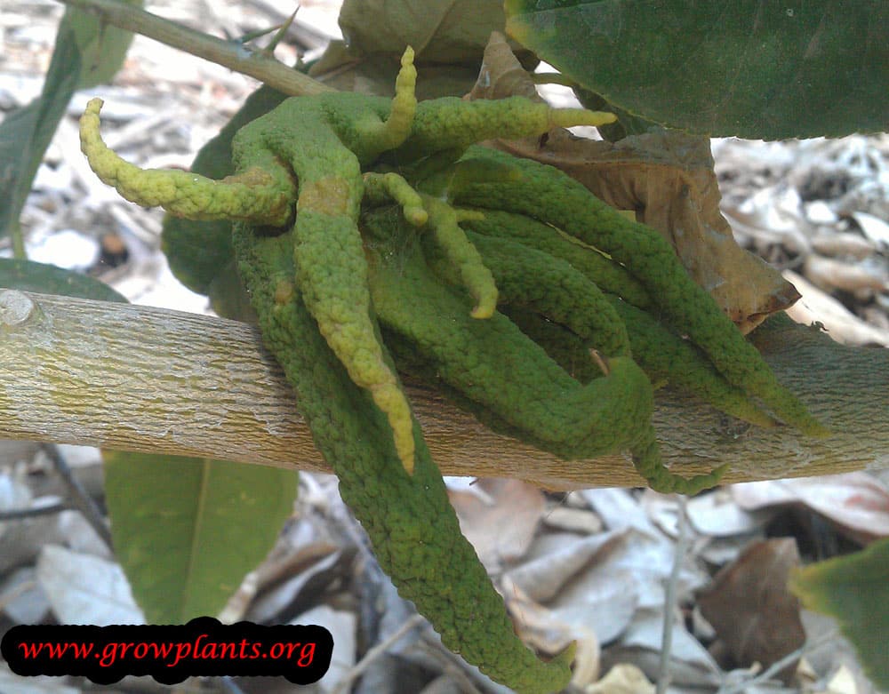 Buddha's hand fruits