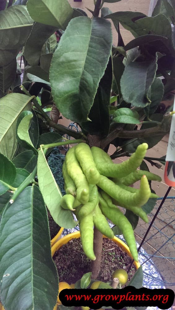 Buddha's hand plant