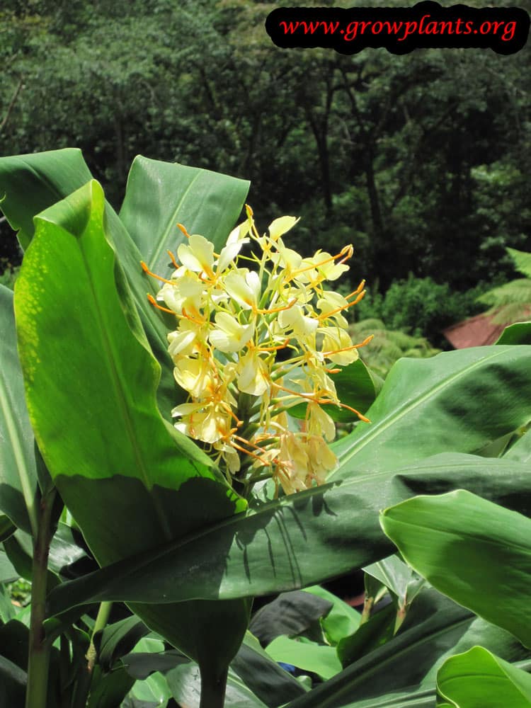 Butterfly ginger plant