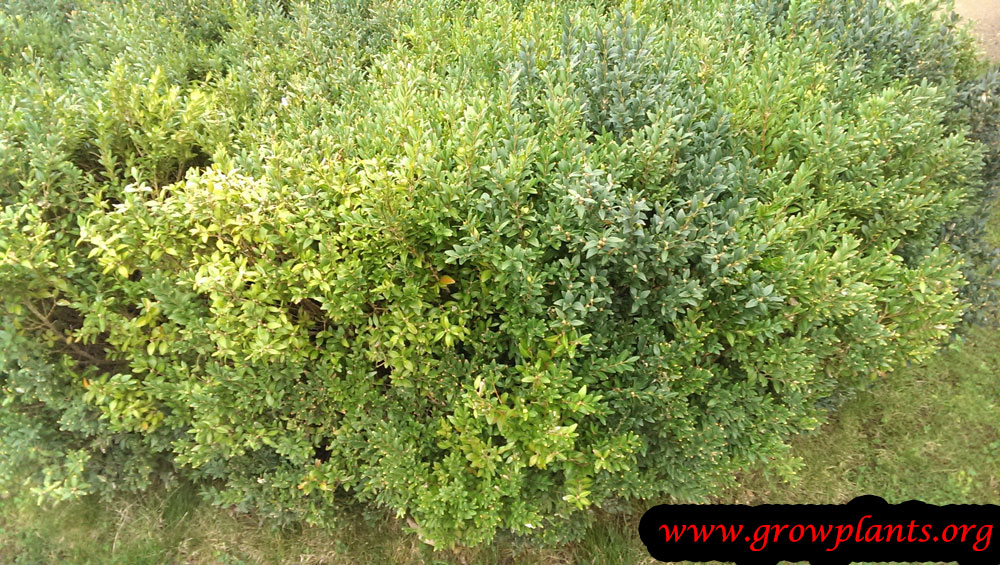 Buxus sempervirens