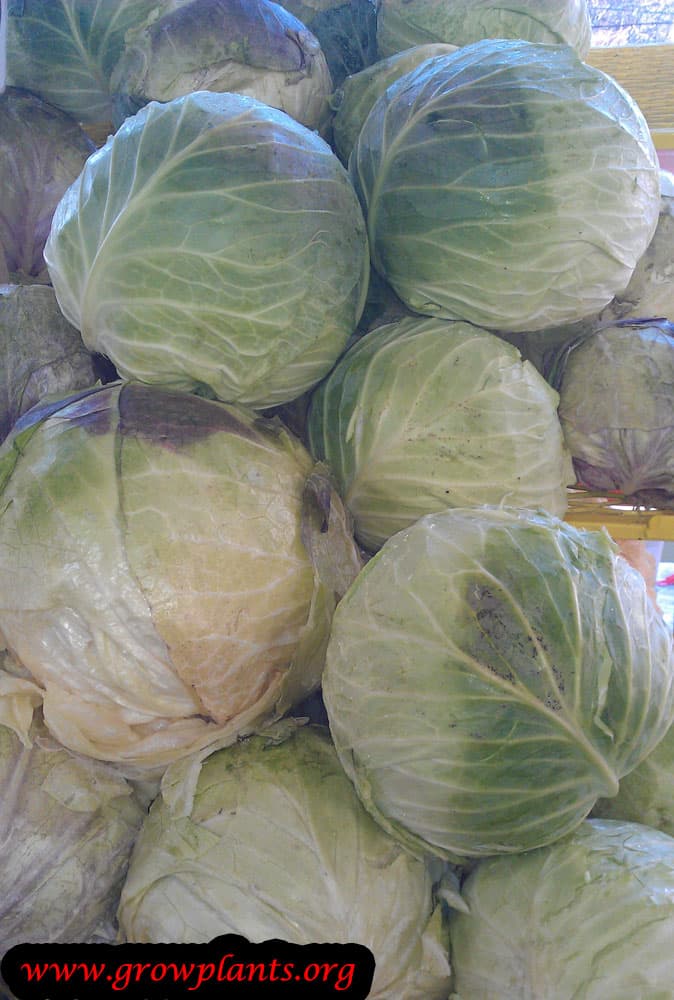 Cabbage head plant