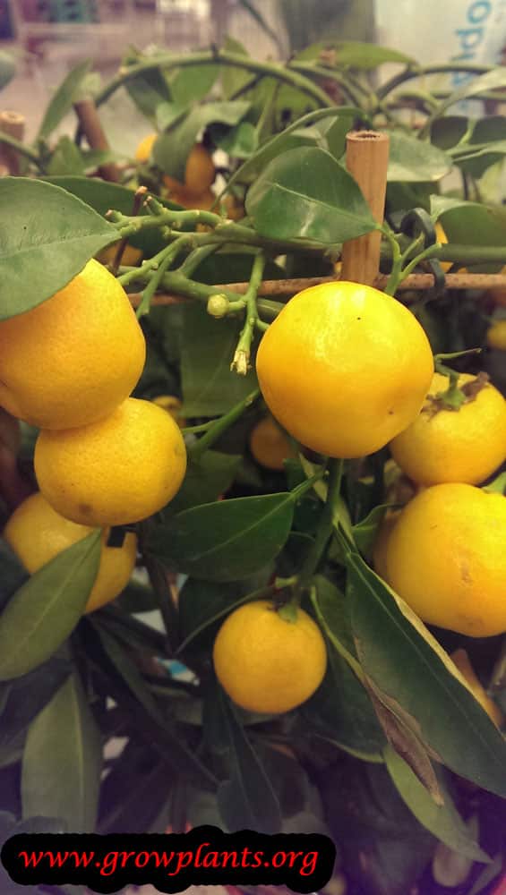 Calamansi plant fruits