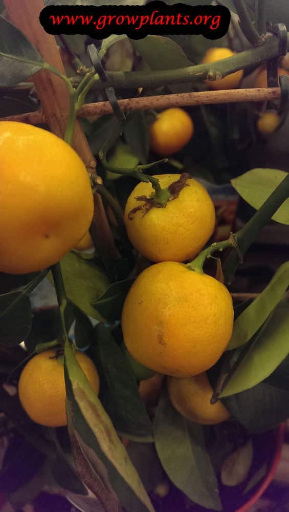 Calamansi fruits