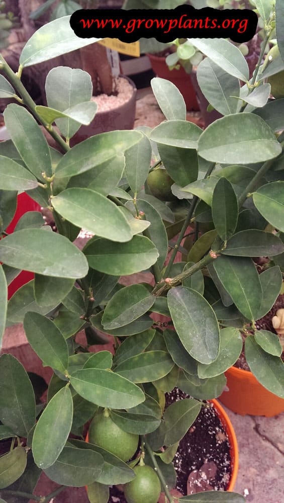 Calamansi tree