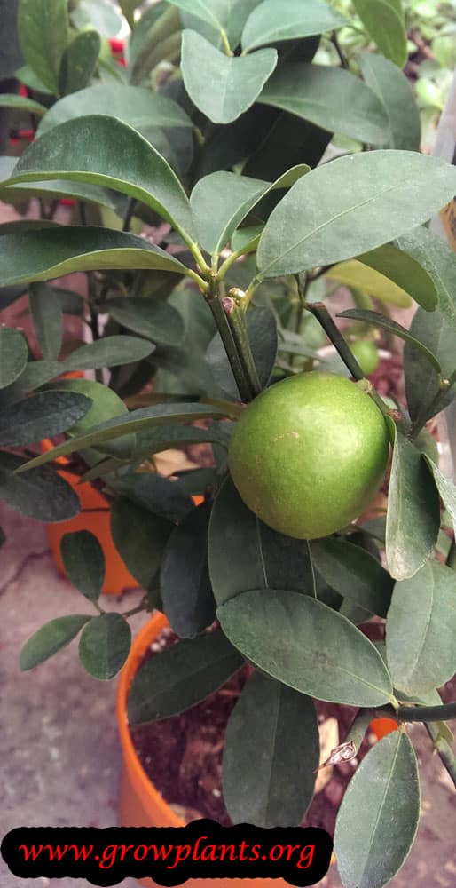 Calamansi tree care