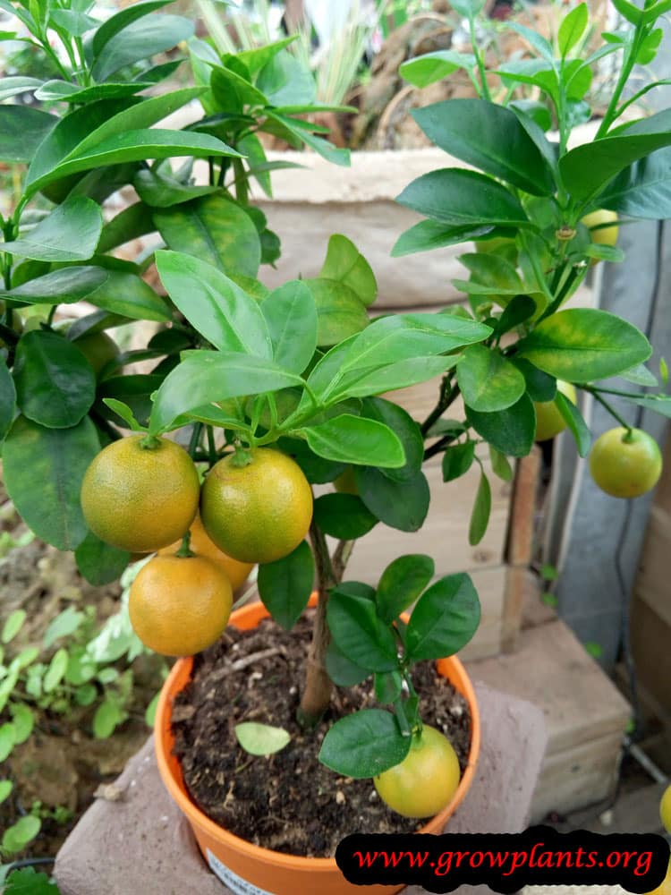 Calamansi plant