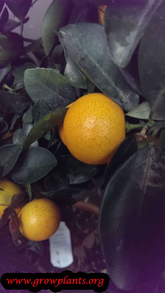 Calamondin fruits