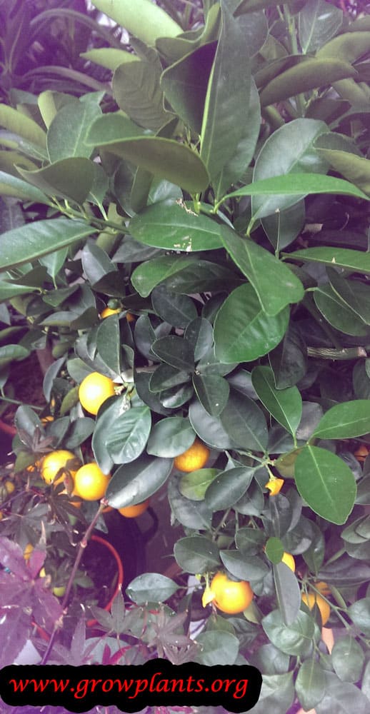 Calamondin tree
