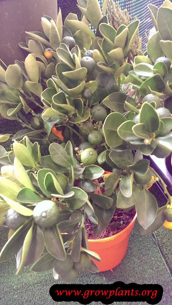 Calamondin tree care