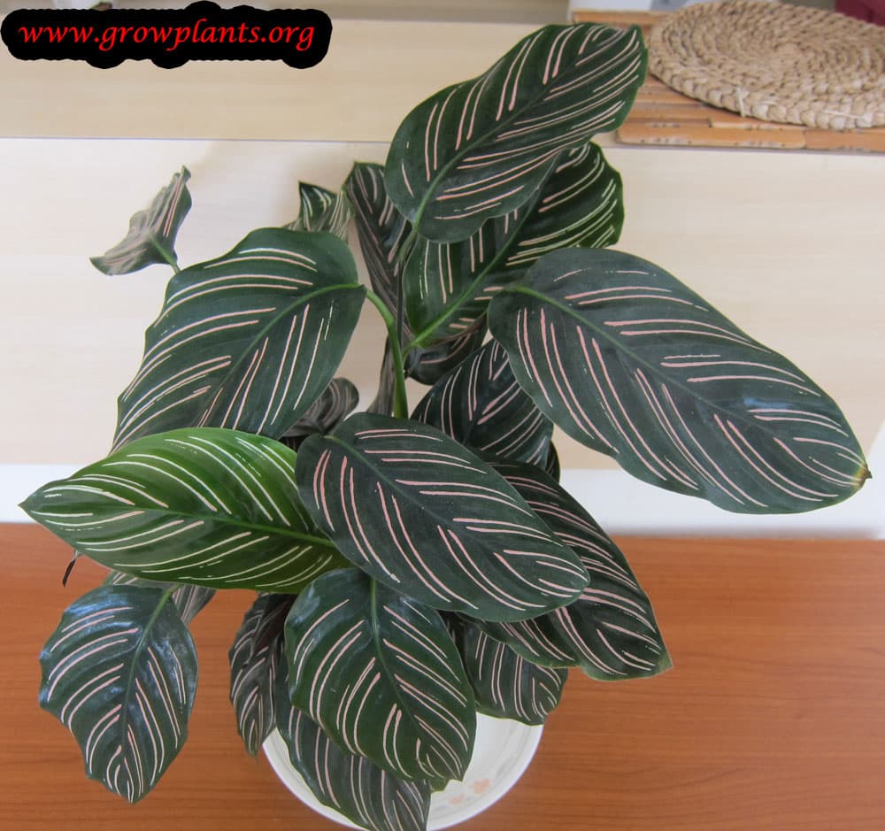 Calathea ornata
