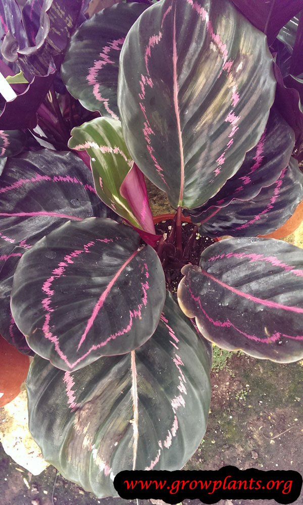 Calathea roseopicta