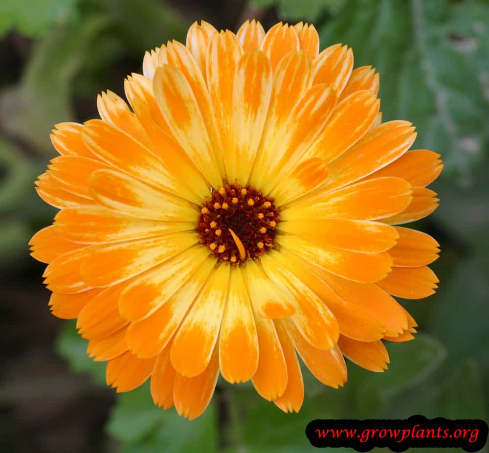 Calendula Flowers Calendula Officinalis Flower Seeds - 250 Heirloom Seeds Orange & Yellow Mix For Garden Planting Marigold Seeds