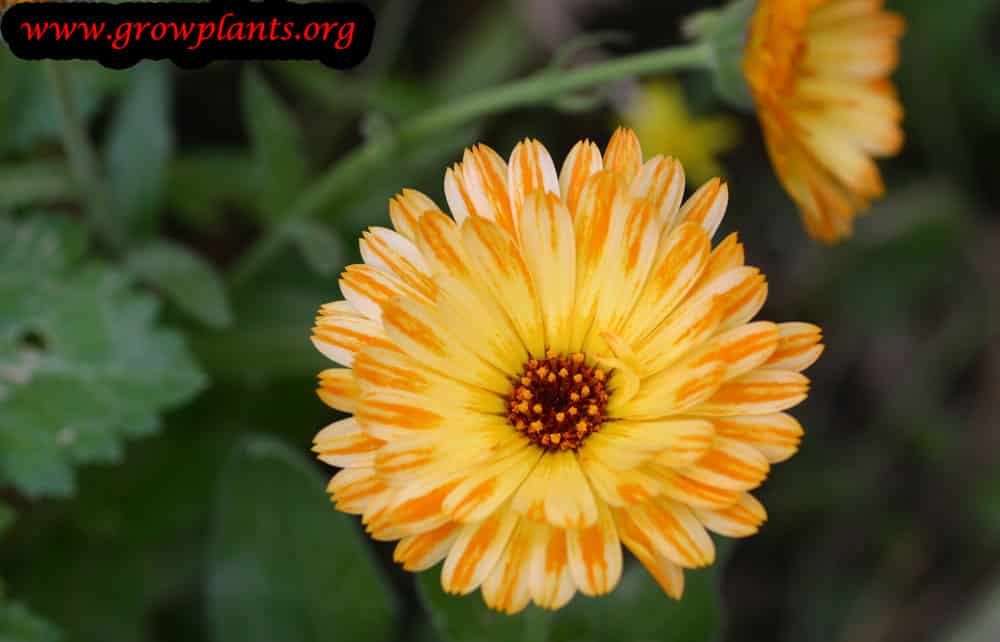 Calendula officinalis How to grow plants