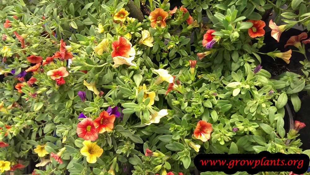 Calibrachoa How to grow & care