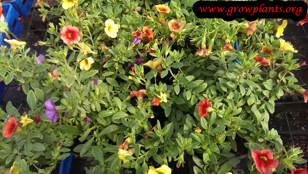 Calibrachoa million bells How to grow & care