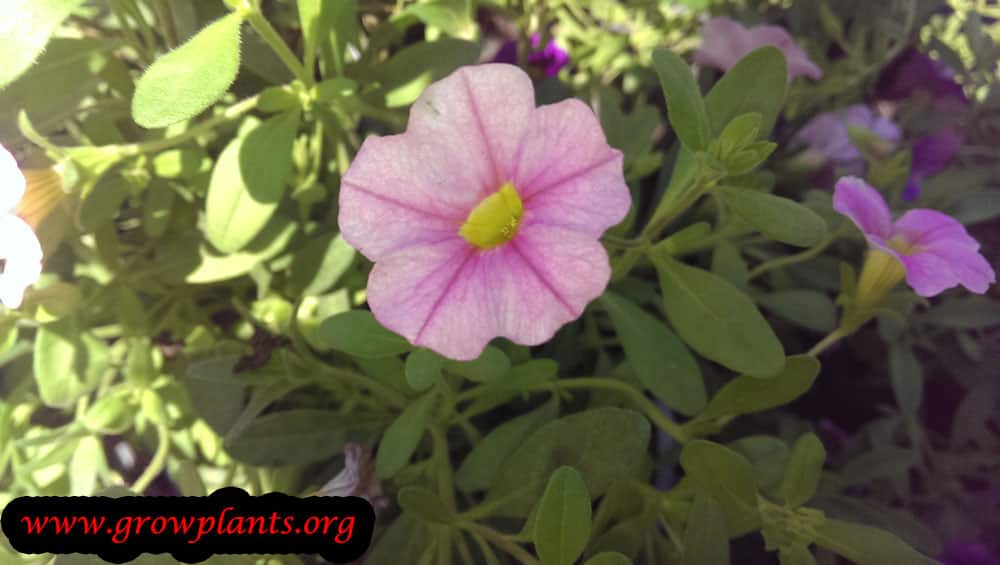 Calibrachoa million bells How to grow & care