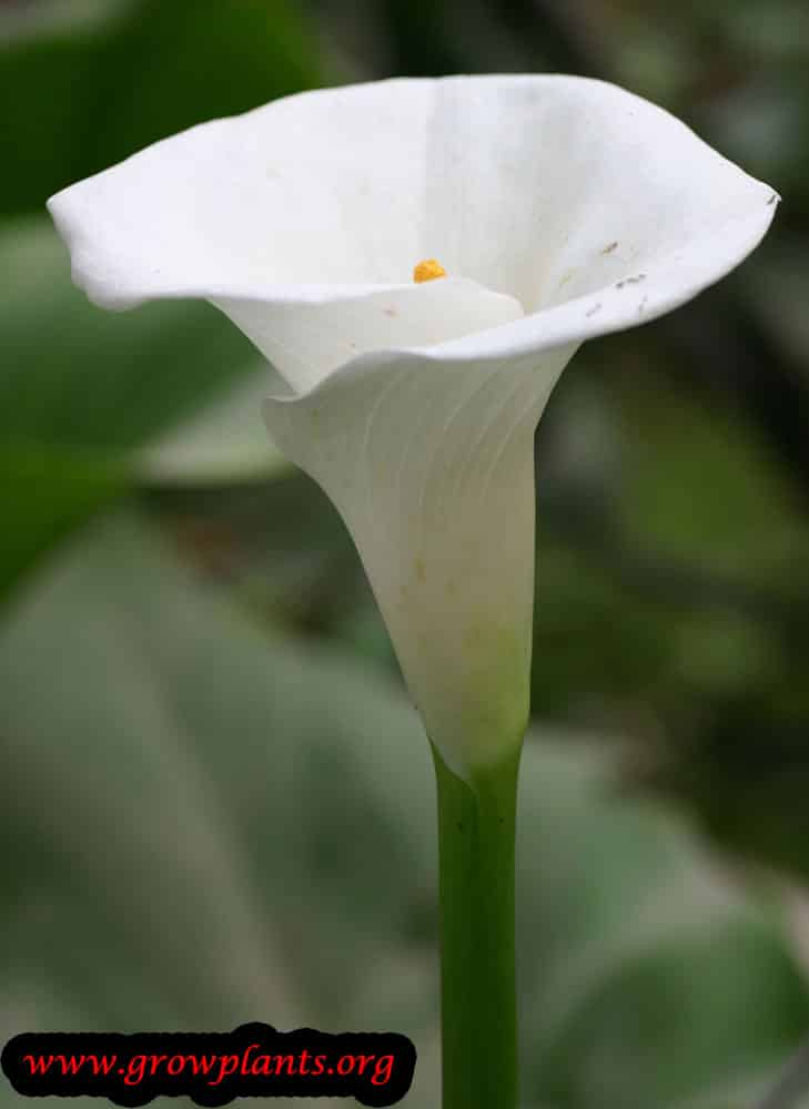 Calla lily