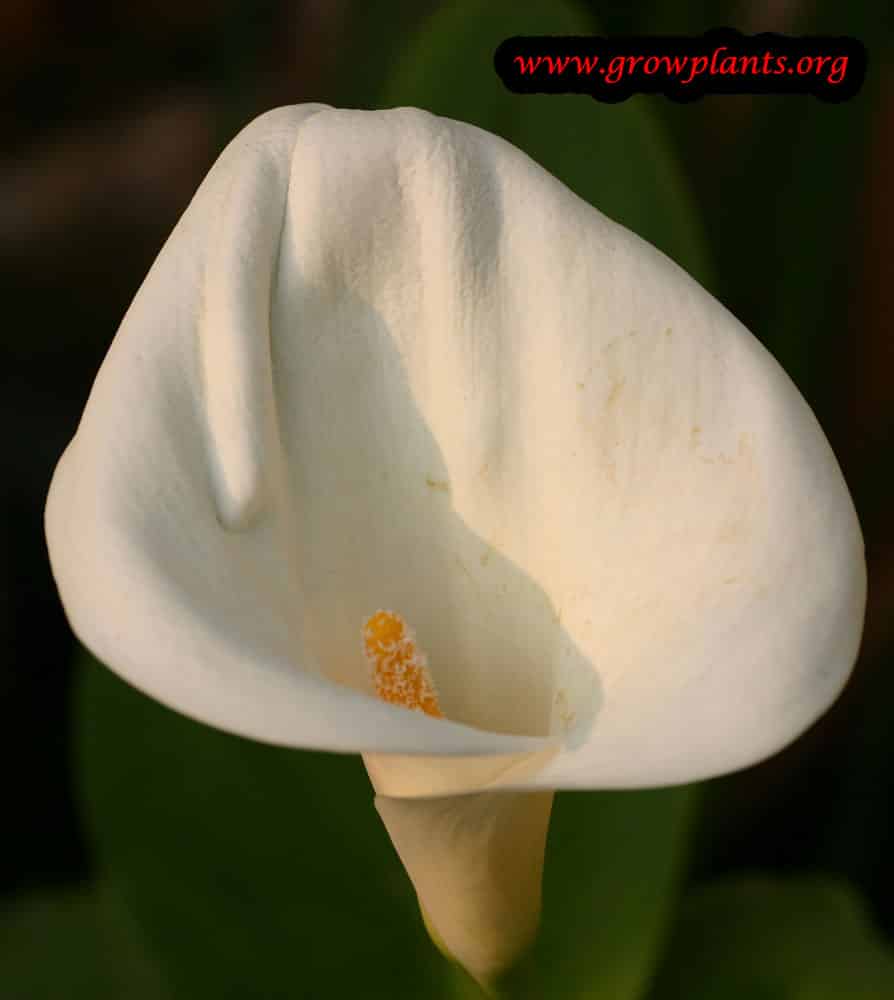White Calla lily