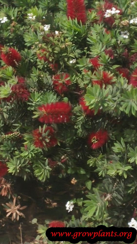 Callistemon