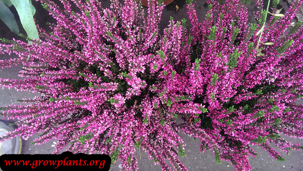 Calluna vulgaris