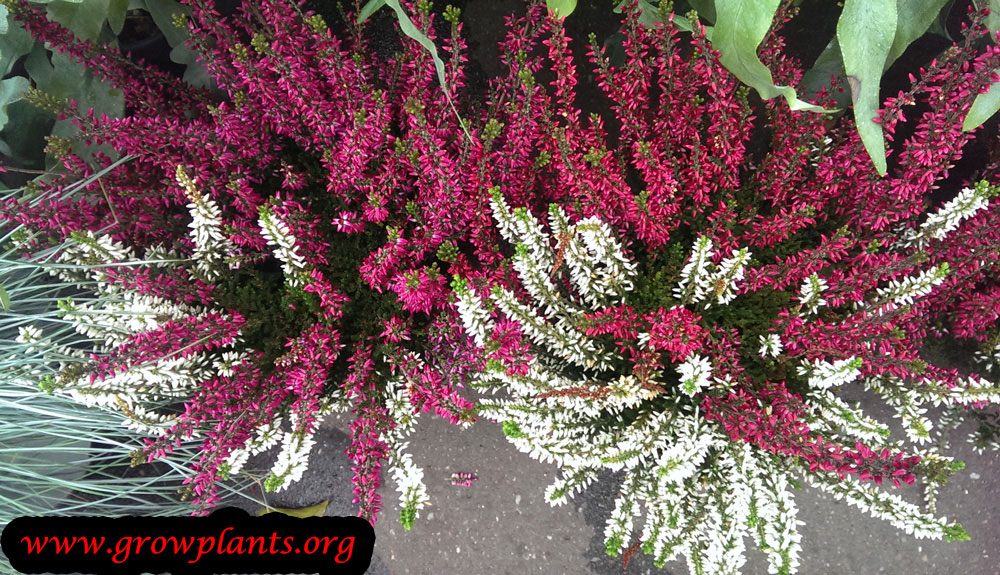 Calluna vulgaris plant