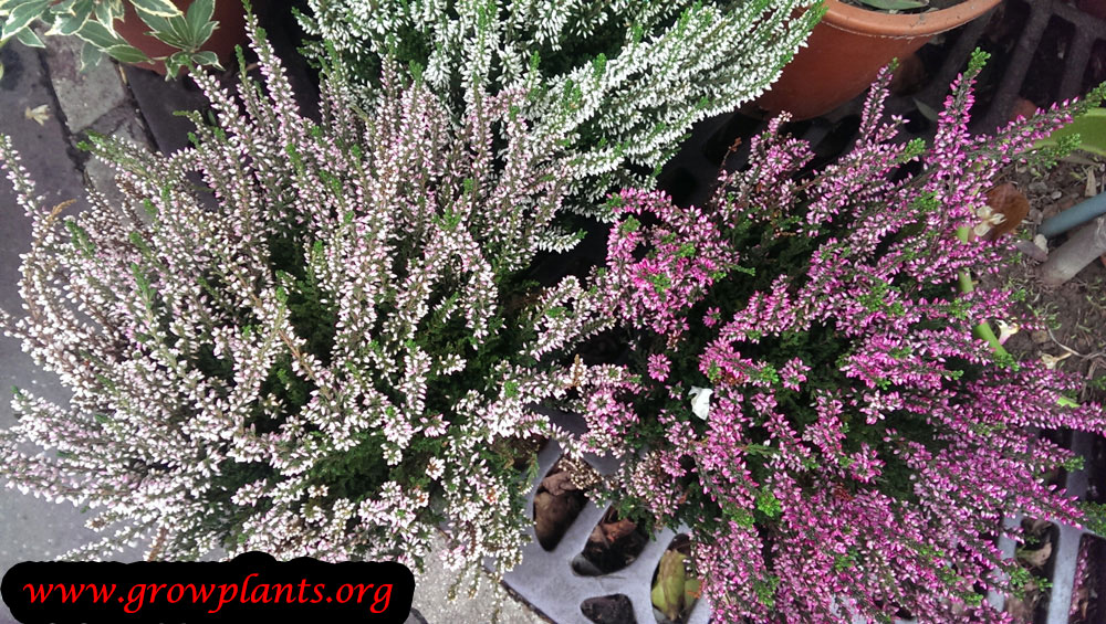 Calluna vulgaris plant care