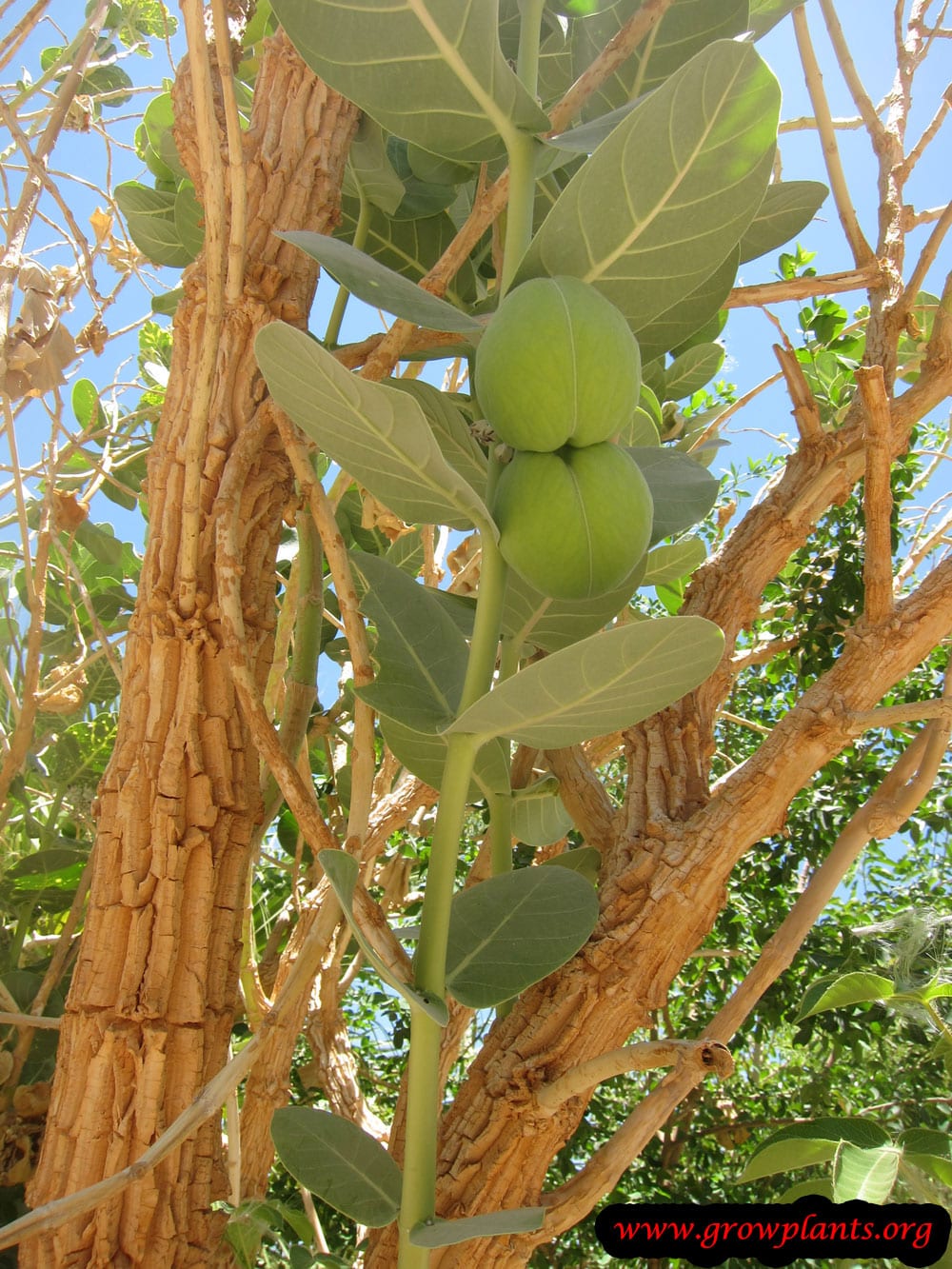 Calotropis procera
