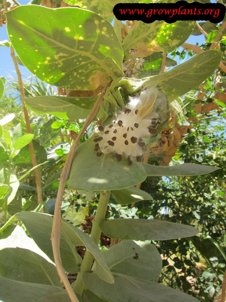 Calotropis procera flower