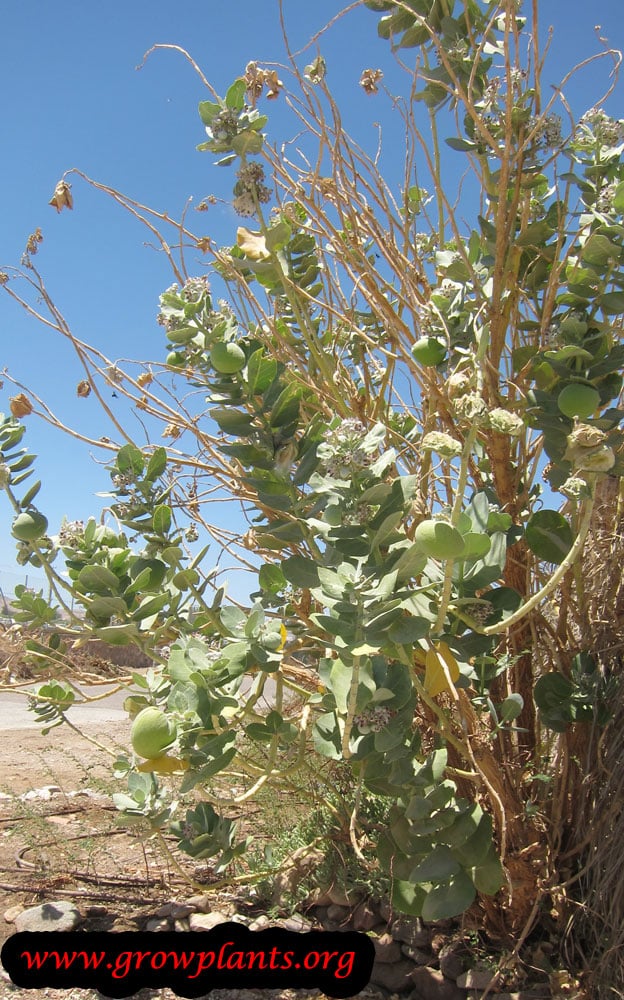 Calotropis procera plant